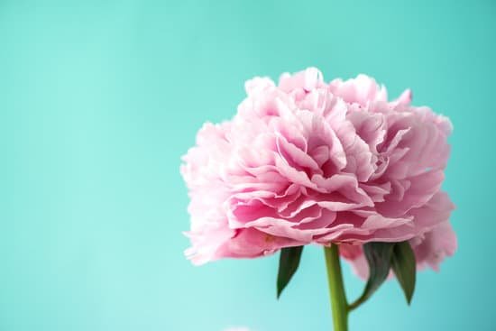 canva peony flower on blue background MAEGCM2 yL4