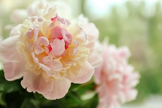 canva peony flower on blurred background MAD Q3l1rHQ