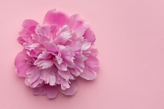 canva peony flower on pink background MAED n jC0s