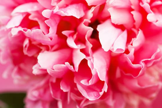 canva peony flowers closeup MAEOcDX YWk