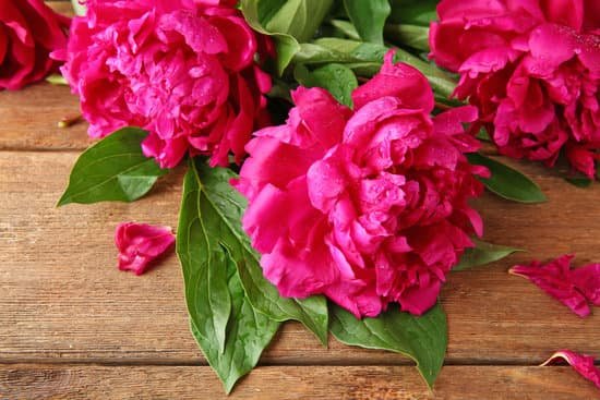 canva peony flowers on wooden background MAD Q3yWXnM