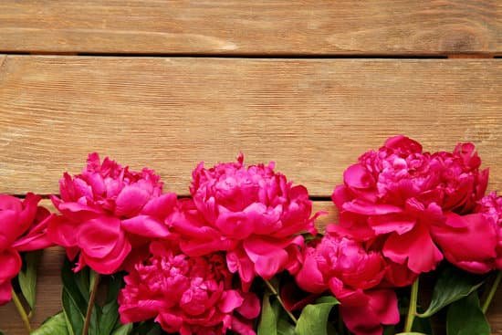 canva peony flowers on wooden background MAD Qy4 ogk