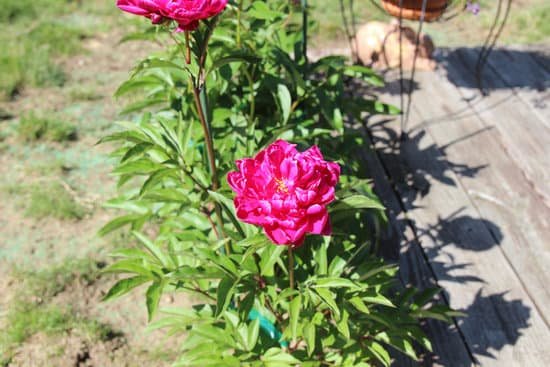 canva peony peonies pink perennials flowers in bloom MADChA8TpTk