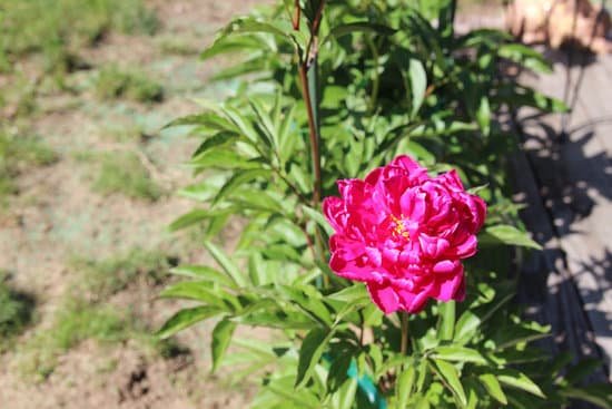 canva peony peonies pink perennials flowers in bloom MADChARXEnM