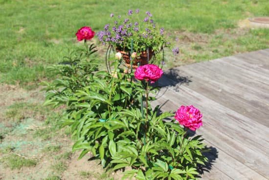 canva peony peonies pink perennials flowers in bloom