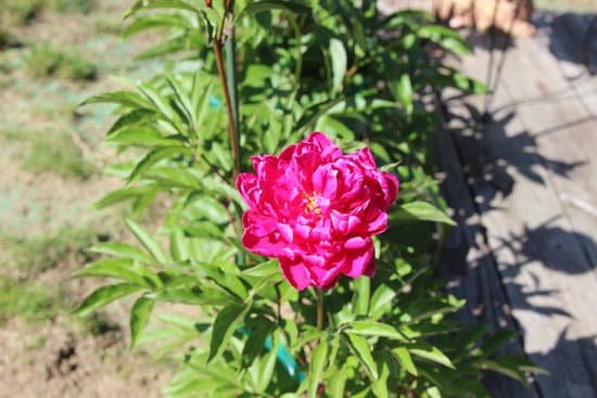 canva peony peonies pink perennials flowers in bloom MADChAi0s9c