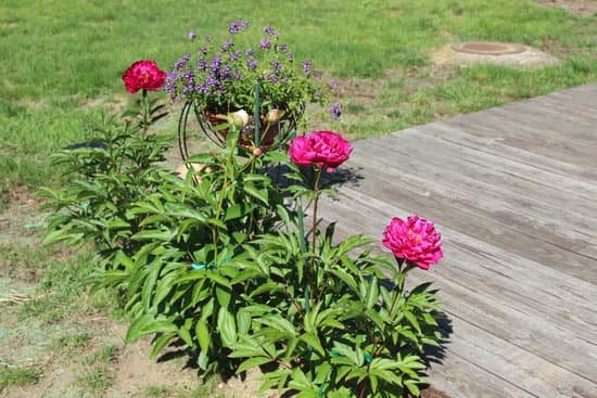 canva peony peonies pink perennials flowers in bloom MADChDuVAhg