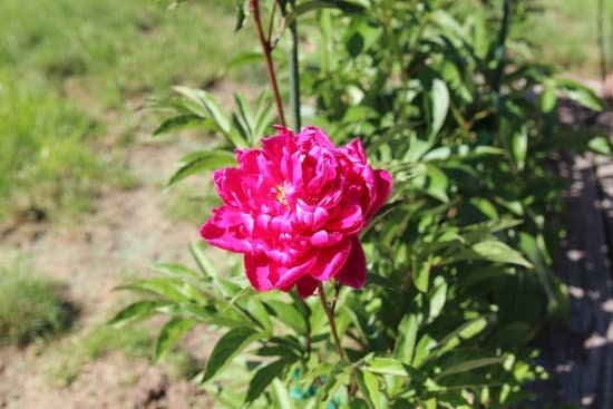 canva peony peonies pink perennials flowers in bloom MADChEOm88U