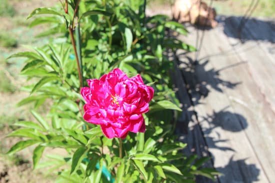 canva peony peonies pink perennials flowers in bloom MADChE uRcU