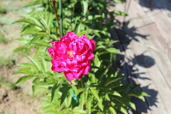 canva peony peonies pink perennials flowers in bloom MADChEjs8aQ