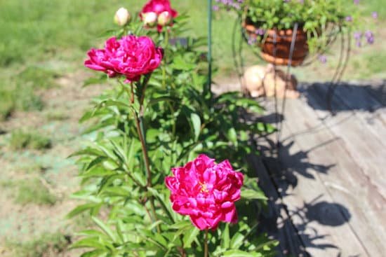 canva peony peonies pink perennials flowers in bloom