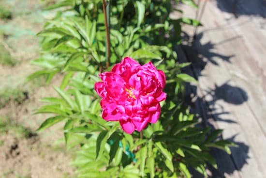 canva peony peonies pink perennials flowers in bloom MADChHyE Ko