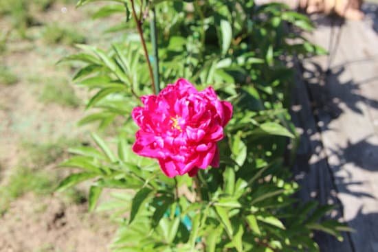 canva peony peonies pink perennials flowers in bloom MADChIlm36o