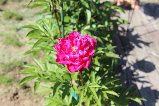 canva peony peonies pink perennials flowers in bloom MADChKQsRa0
