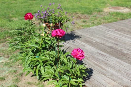 canva peony peonies pink perennials flowers in bloom MADChKak5Jw