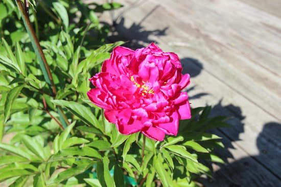 canva peony peonies pink perennials flowers in bloom MADChMJudoo