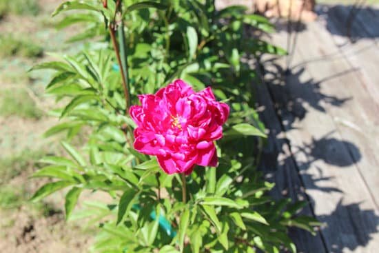 canva peony peonies pink perennials flowers in bloom MADChNAnN0Y