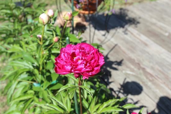 canva peony peonies pink perennials flowers in bloom MADChO4GpXQ