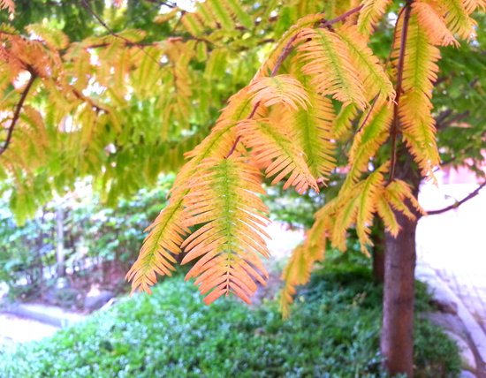 canva perennial MADFEiwdlyo