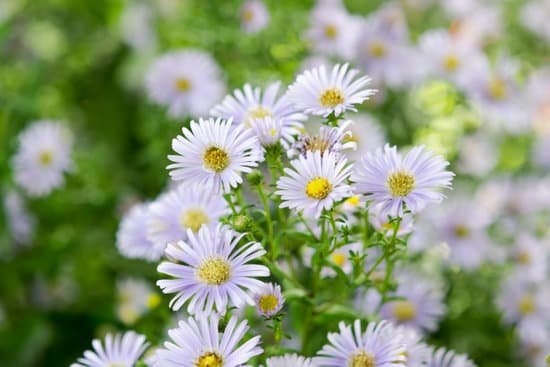 canva perennial flowers MADBHJ82KLc