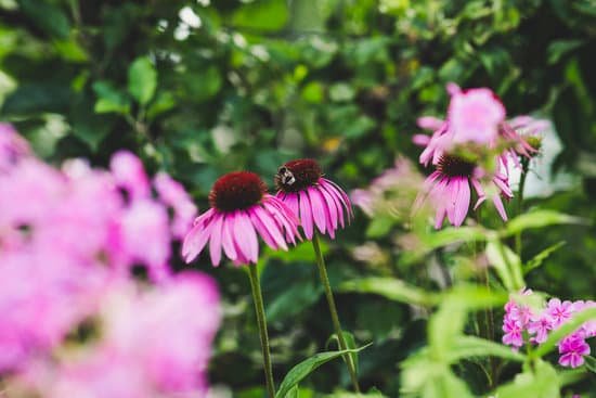 canva perennial flowers in the garden