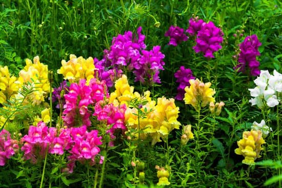 canva perennial fragrance garden flowers MADAXEwgtow