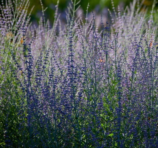 canva perennial garden