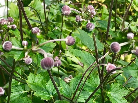 canva perennial mallow flower bud MAEEOzvEUkY