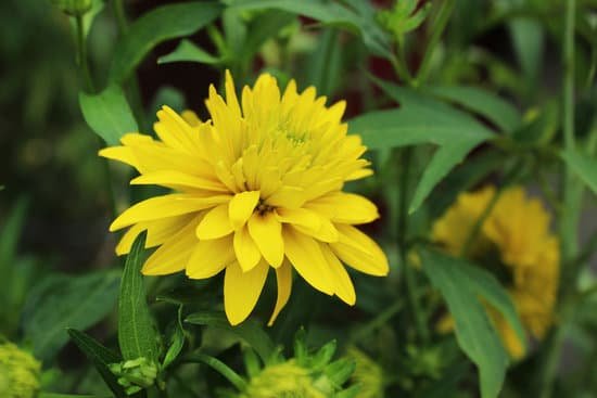 canva perennial sunflower MADA1Nw GUM