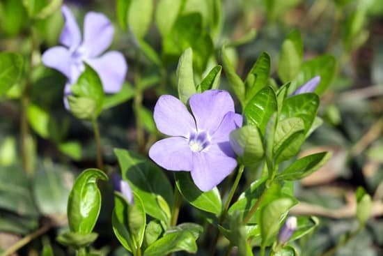 canva periwinkle blue spring flowers in the garden MAD QupB4MM