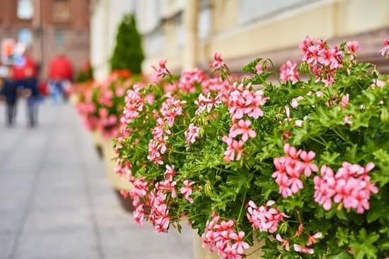 canva periwinkle flowers in the street MAEB6vbLULI