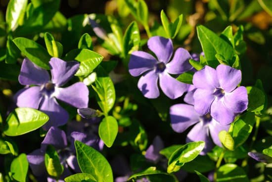 canva periwinkle in rockery MADV27JLIDo