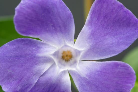 canva periwinkle spring flower MABWcR jJaI