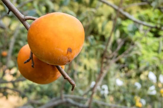 canva persimmons on the tree MAEBjD0mK7w