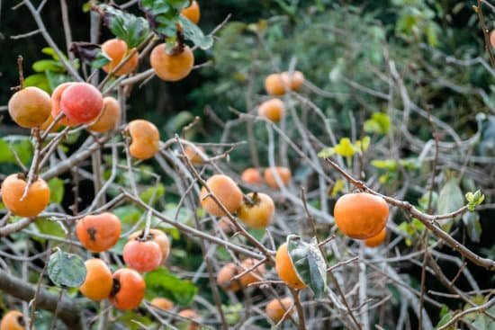 canva persimmons on the tree MAEGyXYl0OE