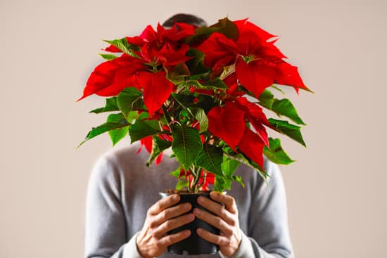 canva person holding a poinsettia plant MAEPv gQSwo