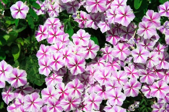 canva petunia MAC C 8MUqA