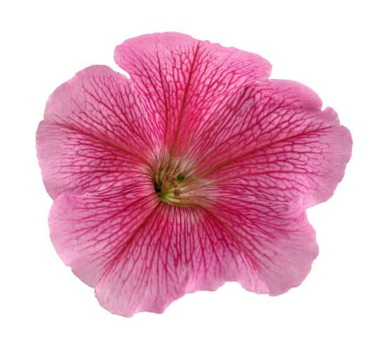 canva petunia MAC77UzLeiI