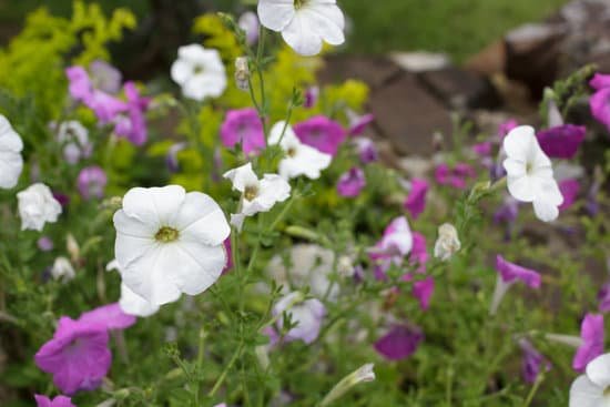 canva petunia