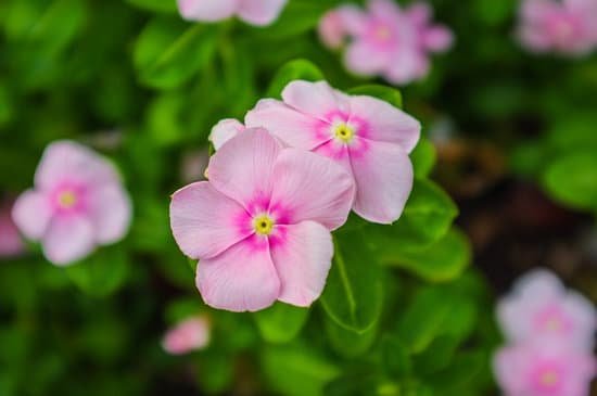 canva petunia MADB