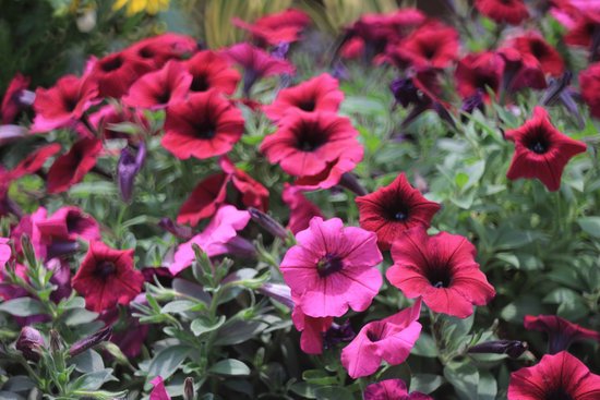 canva petunia MADF81iP3B8