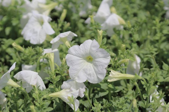 canva petunia