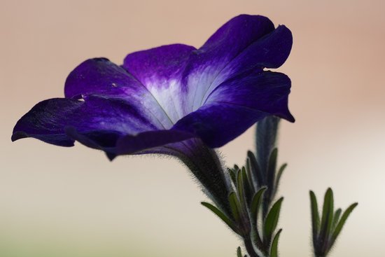 canva petunia MADF94uGKVI