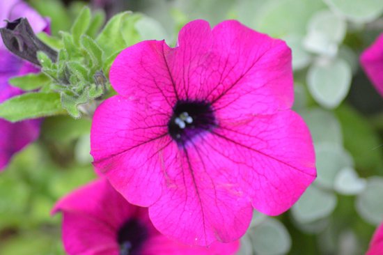 canva petunia MADFOR5sIEQ