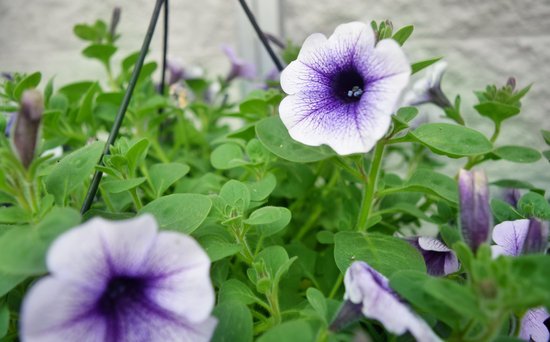 canva petunia MADFklsQn7k