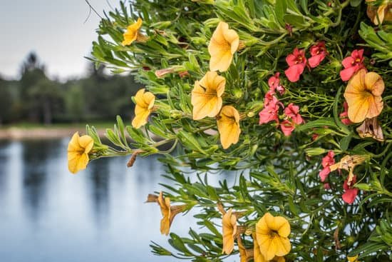 canva petunia MADRV2Xzeyo