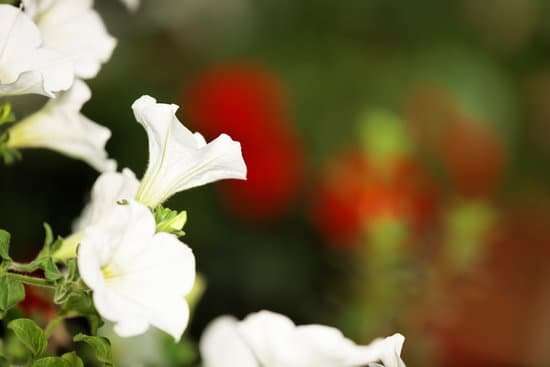 canva petunia MAEEyBL Vh4