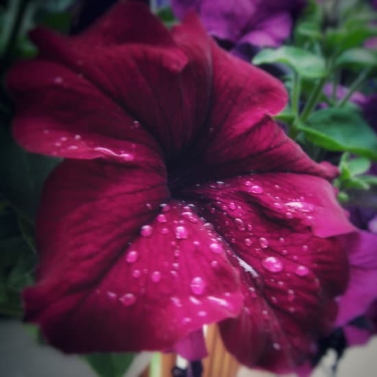 canva petunia after rain