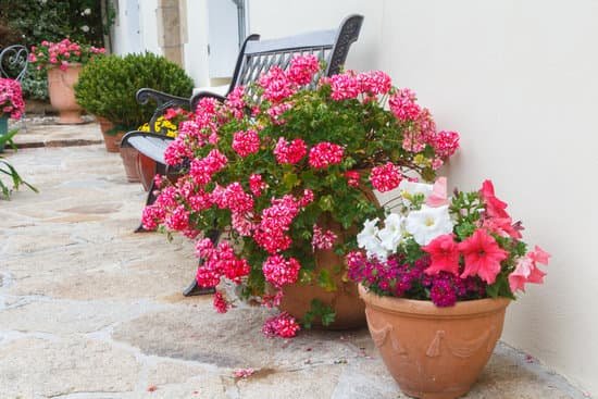 canva petunia and geranium plants in pots by a wall MAEAjCdpi54