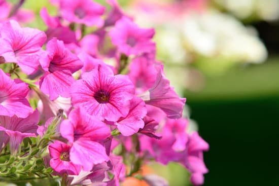 canva petunia flower MABDgbhapqI